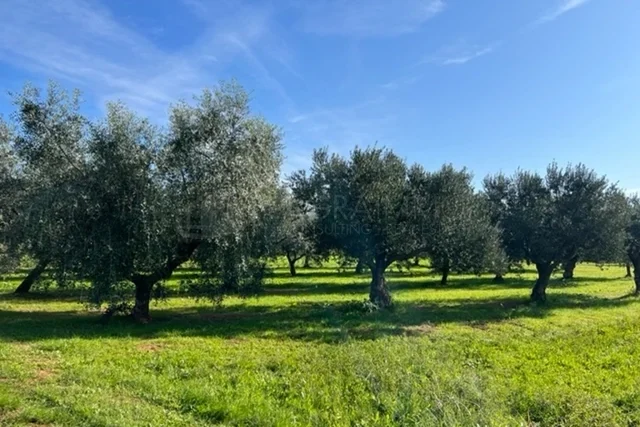 Olivenernte,Istrien,porec,Kultur