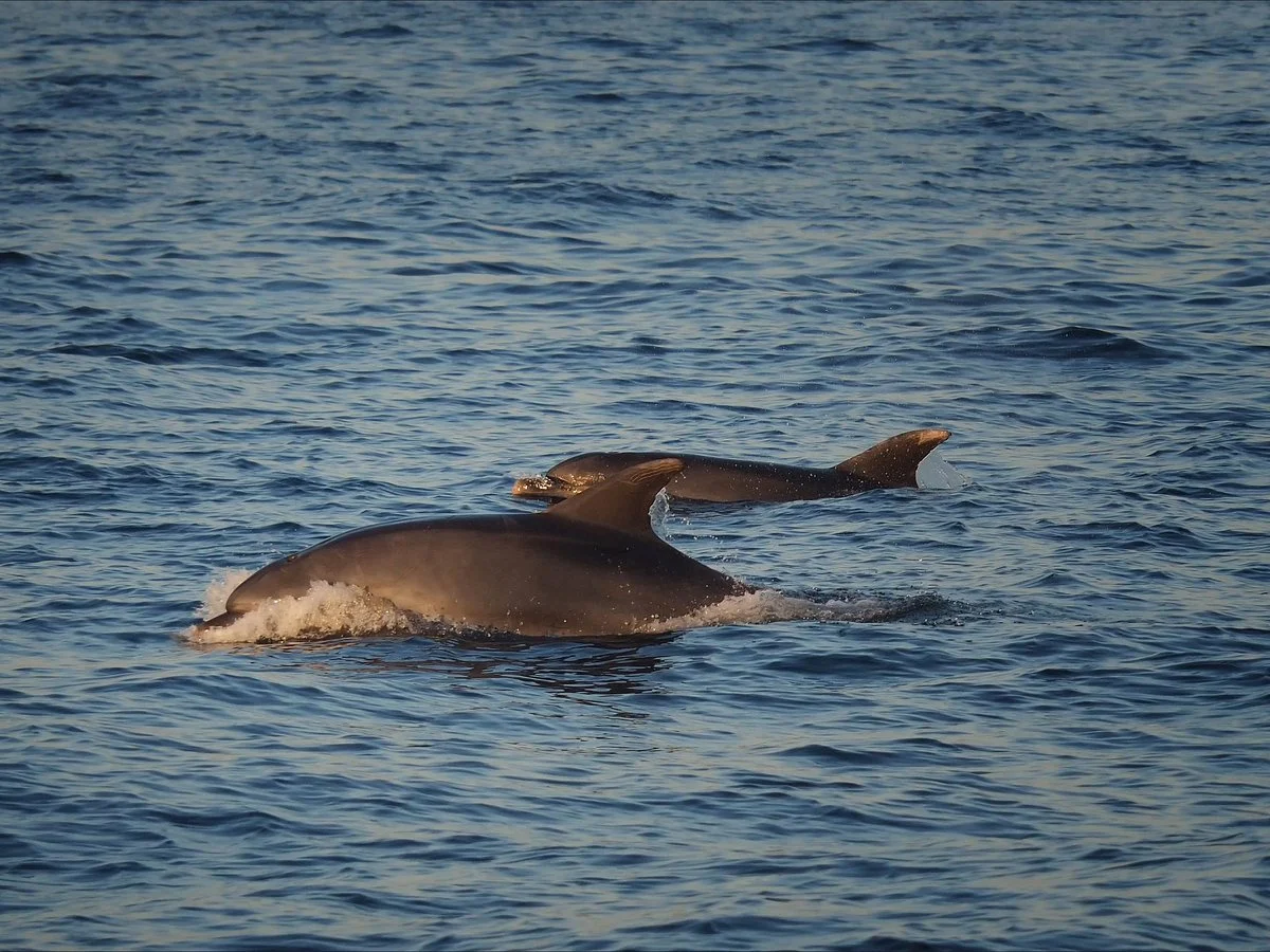 Dolphins,Dolphin,Adriatic,Excursions